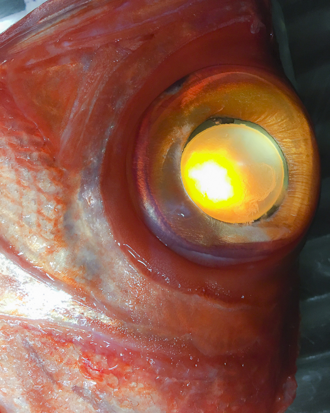 41948634_295371947944821_3762811192939118592_n