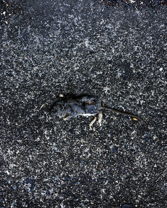 43878931_313125636144864_8189470801938874368_n