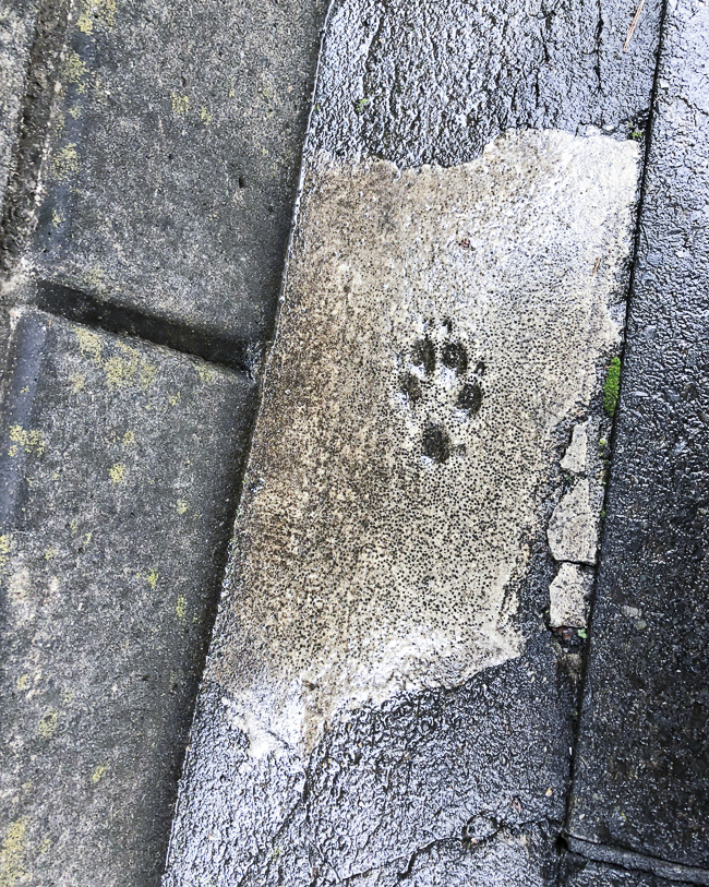 45567734_288503415129565_106461811087245312_n